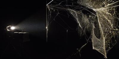 tela de araña siendo iluminada de forma directa para una mejor observación
